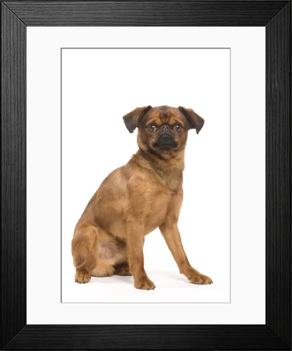 Framed Print : Dog - Smooth Brussels Griffon / Petit Brabancon Framed Print : Dog - Smooth Brussels Griffon / Petit Brabancon