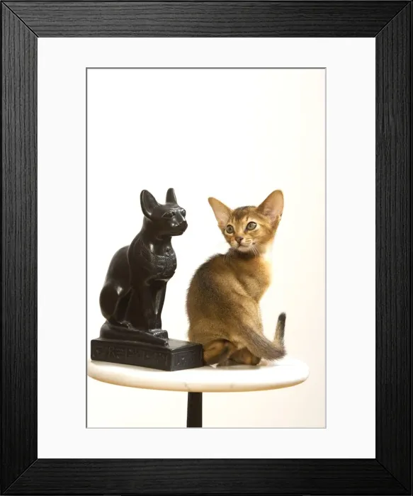 Framed Print : Cat - Ruddy Abyssinian in studio Framed Print : Cat - Ruddy Abyssinian in studio