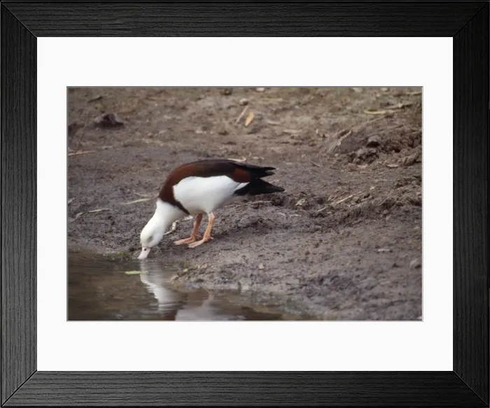Framed Print : Radjah Shelduck / Birdekin Duck / White-headed Shelduck - drinking Framed Print : Radjah Shelduck / Birdekin Duck / White-headed Shelduck - drinking