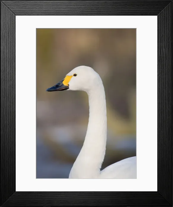 Framed Print : Bewick Swan - migrant - UK Framed Print : Bewick Swan - migrant - UK