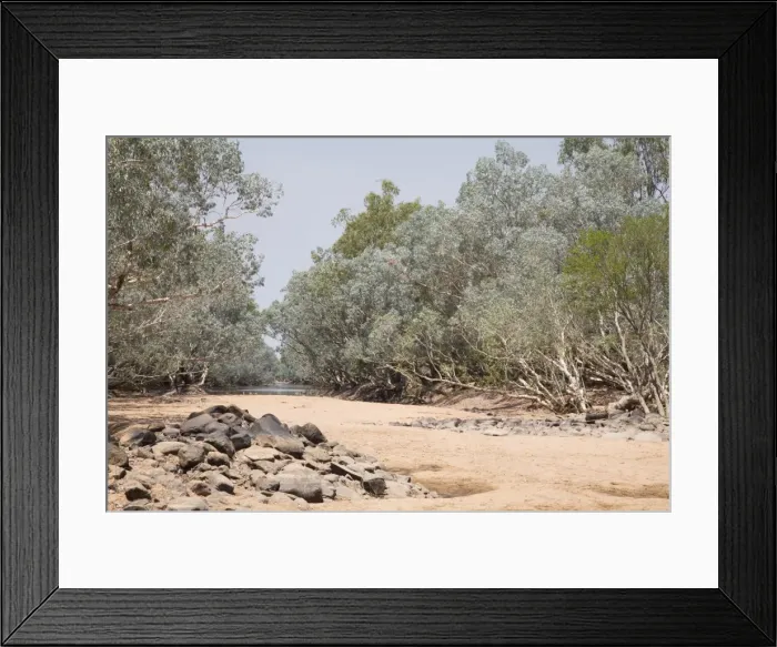 Framed Print : The Hann River lined with Silver Melaleucas and in the distance one green Melaleuca (Melaleuca leucadendra) Framed Print : The Hann River lined with Silver Melaleucas and in the distance one green Melaleuca (Melaleuca leucadendra)