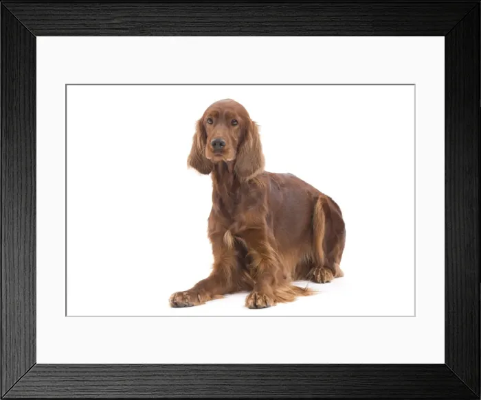 Framed Print : Dog - Red / Irish Setter in studio Framed Print : Dog - Red / Irish Setter in studio