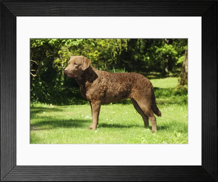 Framed Print : DOG. Cheasapeake bay retriever standing Framed Print : DOG. Cheasapeake bay retriever standing