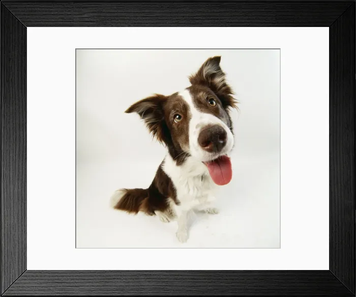 Framed Print : Border Collie Dog JD 9154 © John Daniels / ARDEA LONDON Framed Print : Border Collie Dog JD 9154 © John Daniels / ARDEA LONDON