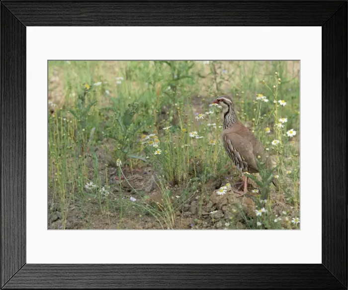 Framed Print : Red-legged Partridge - and chick Framed Print : Red-legged Partridge - and chick