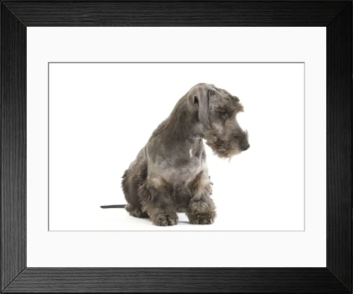 Framed Print : Dog - Cesky Terrier - Puppy in studio Framed Print : Dog - Cesky Terrier - Puppy in studio