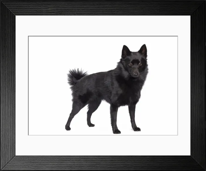 Framed Print : Dog - Schipperke Framed Print : Dog - Schipperke