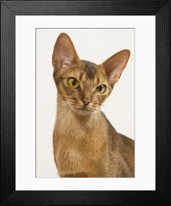 Framed Print : Cat - Ruddy Abyssinian in studio Framed Print : Cat - Ruddy Abyssinian in studio