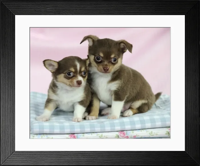 Framed Print : DOG. Chihuahua puppies sitting on stack of cloths Framed Print : DOG. Chihuahua puppies sitting on stack of cloths
