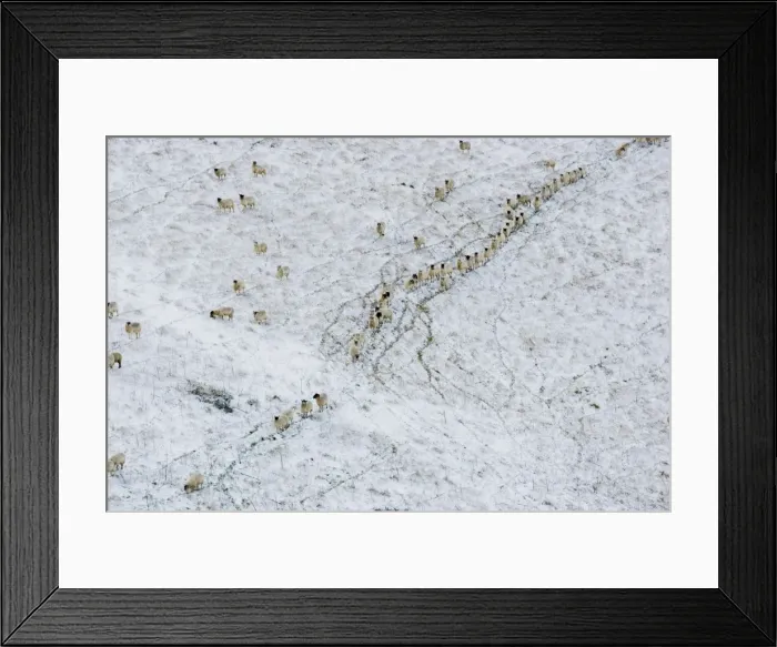 Framed Print : Sheep on a snow covered hill - South Downs - East Sussex - United Kingdom Framed Print : Sheep on a snow covered hill - South Downs - East Sussex - United Kingdom