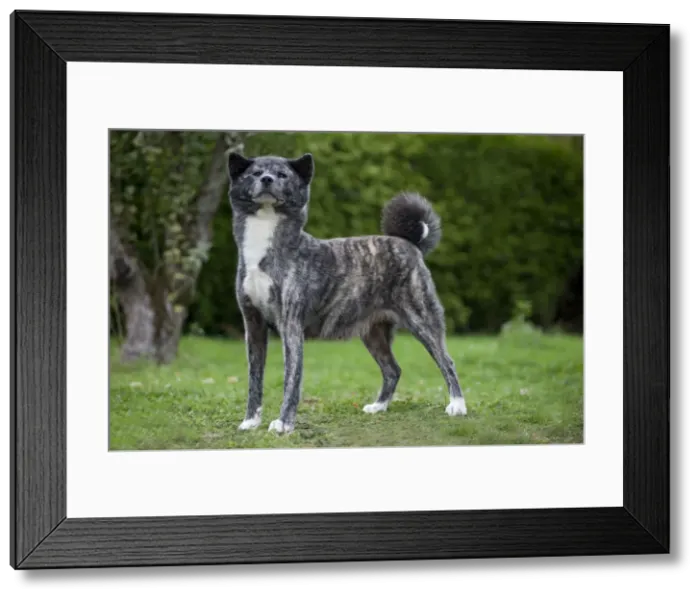 Framed Print : Dog - Akita / Akita Inu. Also known as Japanese Akita Framed Print : Dog - Akita / Akita Inu. Also known as Japanese Akita