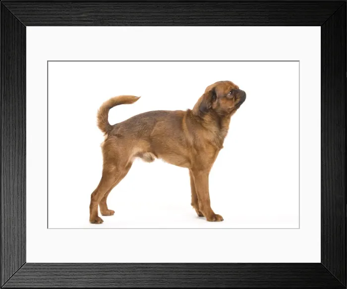 Framed Print : Dog - Smooth Brussels Griffon / Petit Brabancon Framed Print : Dog - Smooth Brussels Griffon / Petit Brabancon