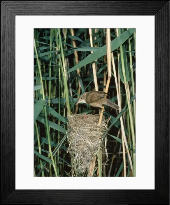 Framed Print : Reed Warbler - adult at nest with young Framed Print : Reed Warbler - adult at nest with young