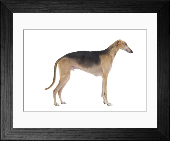 Framed Print : Dog - Polish Greyhound Framed Print : Dog - Polish Greyhound