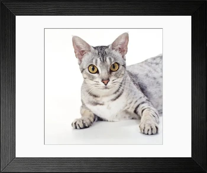 Framed Print : Cat JD 14561 Ocicat - Black Spotted Silver © John Daniels / ARDEA LONDON Framed Print : Cat JD 14561 Ocicat - Black Spotted Silver © John Daniels / ARDEA LONDON