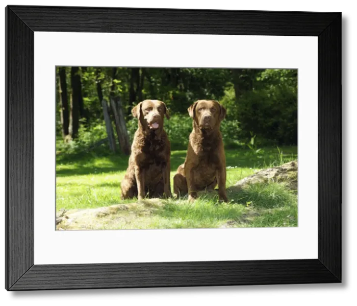 Framed Print : DOG. Chesapeake bay retrivers sitting together on tree root Framed Print : DOG. Chesapeake bay retrivers sitting together on tree root