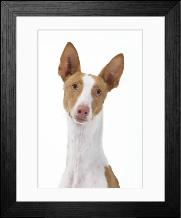 Framed Print : Dog - Ibizan Hound / Podenco Ibicenco - in studio Framed Print : Dog - Ibizan Hound / Podenco Ibicenco - in studio