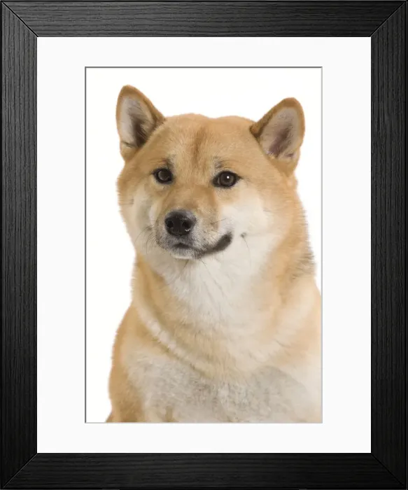 Framed Print : Dog - Shiba Inu Framed Print : Dog - Shiba Inu