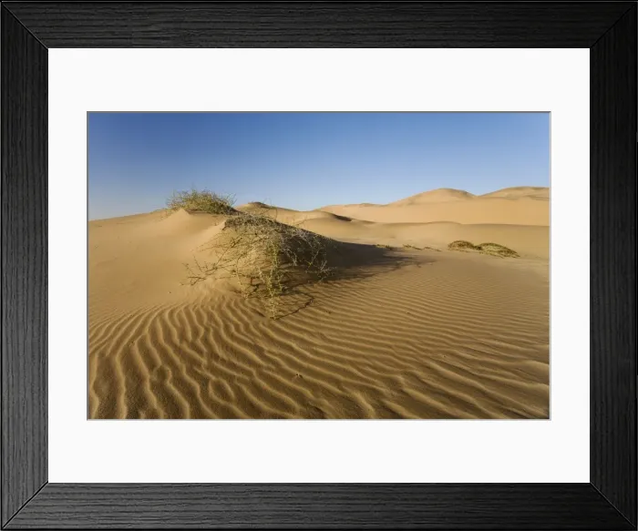Framed Print : !Nara plant growing in the dunes of the Namib Desert Namibia, Africa Framed Print : !Nara plant growing in the dunes of the Namib Desert Namibia, Africa