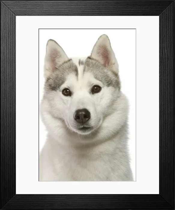 Framed Print : Dog - Siberian Husky in studio Framed Print : Dog - Siberian Husky in studio