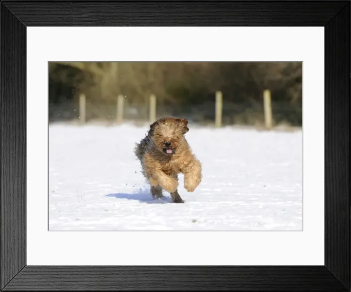 Framed Print : DOG. Briard running through the snow Framed Print : DOG. Briard running through the snow