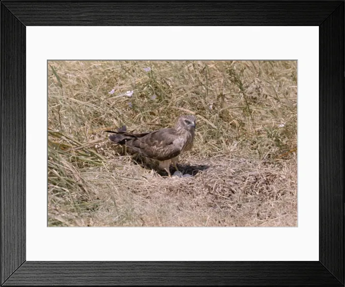 Framed Print : Montagu's Harrier - at nest with eggs Framed Print : Montagu's Harrier - at nest with eggs
