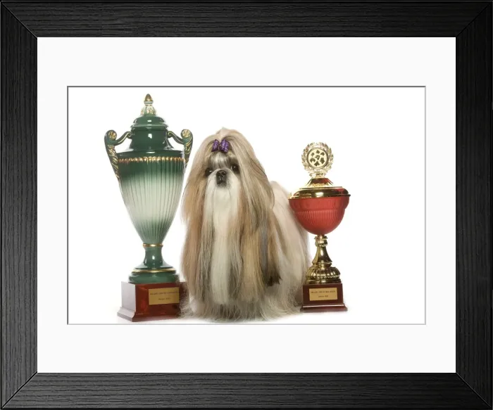 Framed Print : Dog - Shih Tzu with prize winning cups in studio Framed Print : Dog - Shih Tzu with prize winning cups in studio