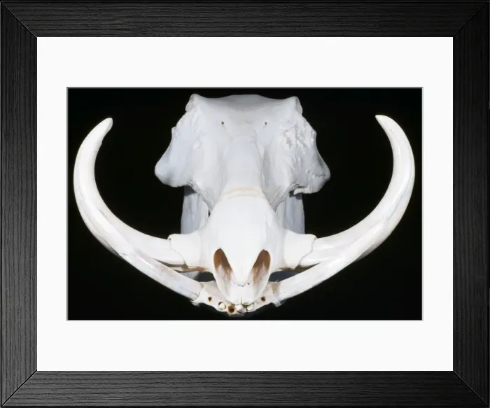 Framed Print : Warthog Skull Framed Print : Warthog Skull