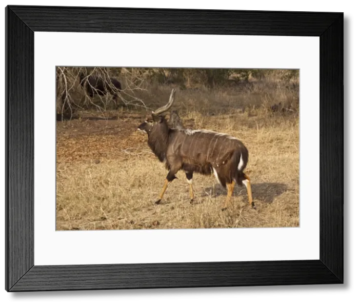 Framed Print : Nyala - male walking - Sabi Sands Game Reserve - South Africa Framed Print : Nyala - male walking - Sabi Sands Game Reserve - South Africa