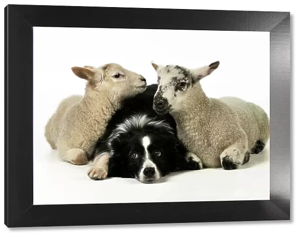 DOG & LAMB. Border collie sitting between two cross breed lambs looking at each other