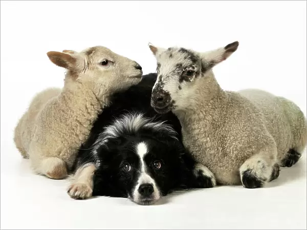 DOG & LAMB. Border collie sitting between two cross breed lambs looking at each other