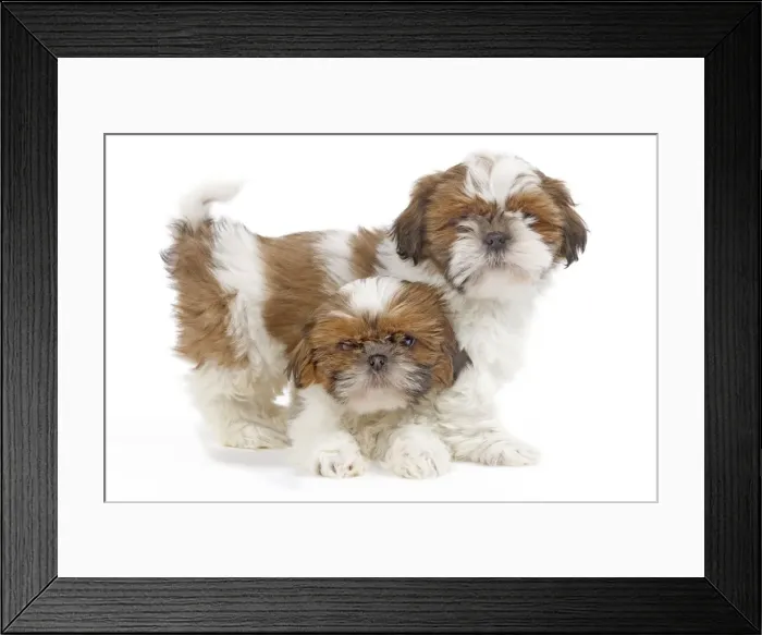 Framed Print : Dog - Shih Tzu puppies in studio Framed Print : Dog - Shih Tzu puppies in studio