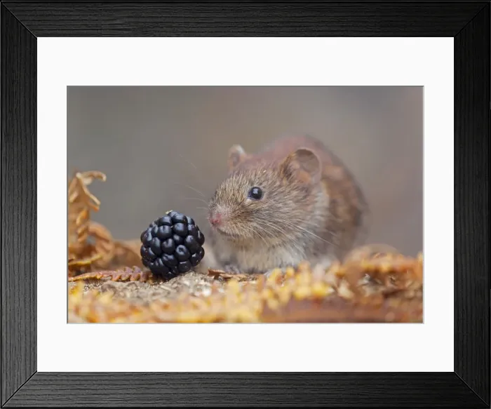 Framed Print : Bank Vole - Cornwall - UK Framed Print : Bank Vole - Cornwall - UK