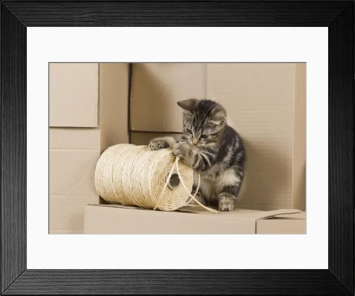 Framed Print : Cat - European tabby kitten sitting on packing boxes Framed Print : Cat - European tabby kitten sitting on packing boxes