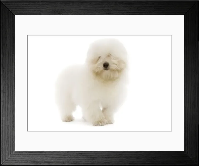 Framed Print : Dog - Coton de Tulear Framed Print : Dog - Coton de Tulear