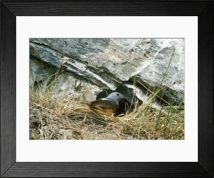 Framed Print : Rock Thrush Framed Print : Rock Thrush