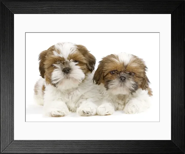 Framed Print : Dog - Shih Tzu puppies in studio Framed Print : Dog - Shih Tzu puppies in studio