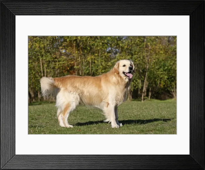 Framed Print : Dog - Golden Retriever
