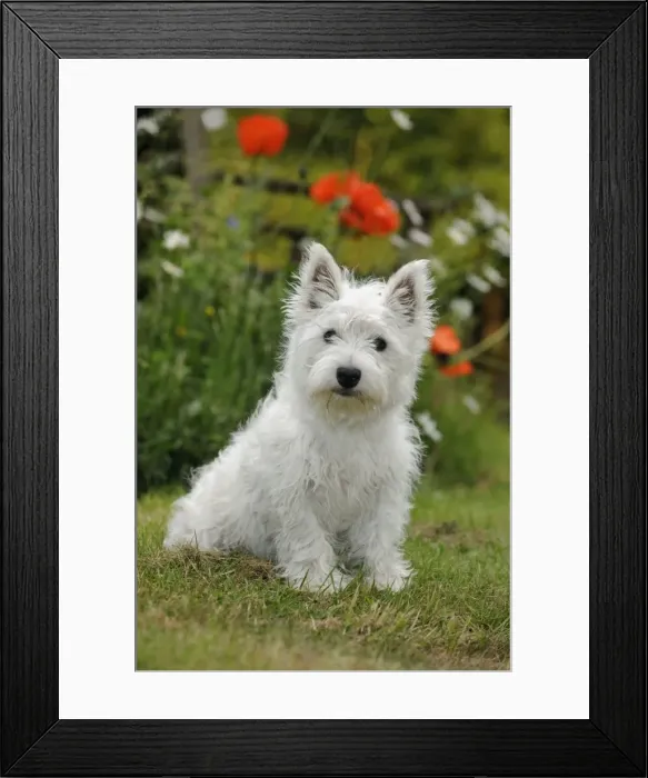 Framed Print : DOG. West highland white terrier puppy Framed Print : DOG. West highland white terrier puppy