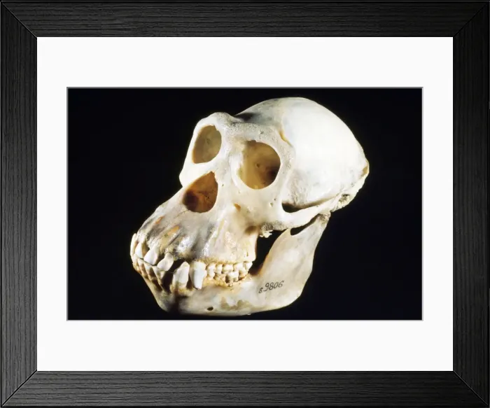 Framed Print : Chimpanzee Skull - male - Senagal to Tanzania Framed Print : Chimpanzee Skull - male - Senagal to Tanzania