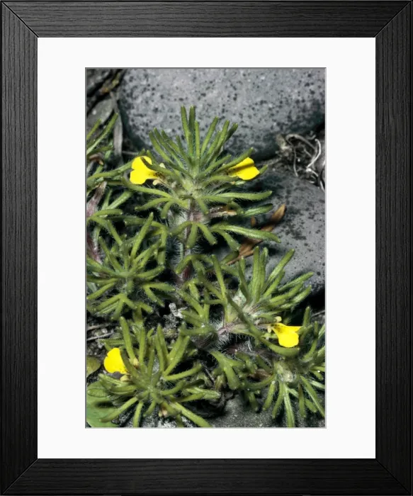 Framed Print : Ground Pine Framed Print : Ground Pine