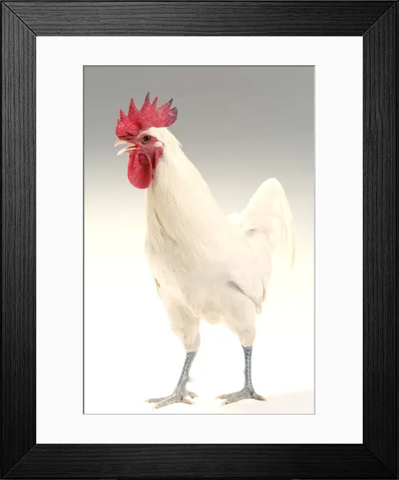 Framed Print : Chicken - Cockerel - white hybrid in studio Framed Print : Chicken - Cockerel - white hybrid in studio