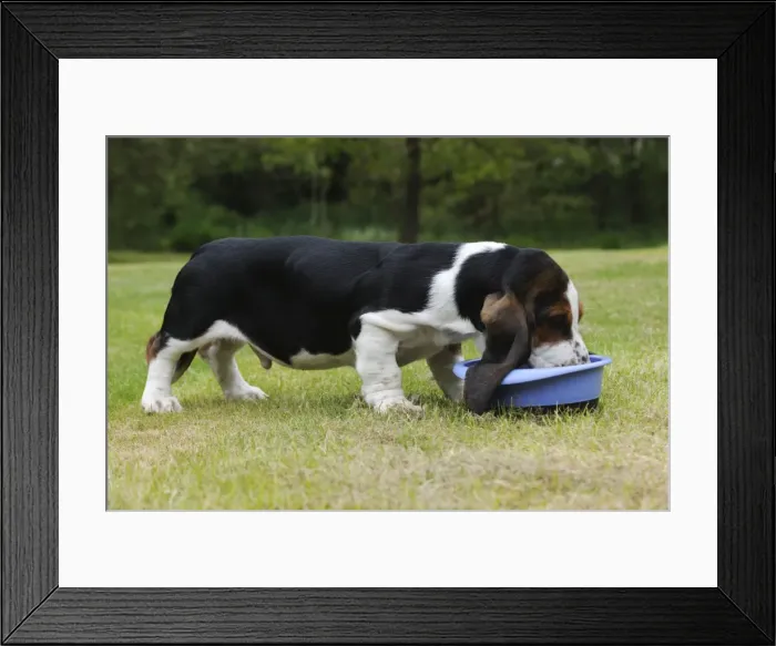 Framed Print : DOG. Basset hound puppy (10 weeks) eating Framed Print : DOG. Basset hound puppy (10 weeks) eating