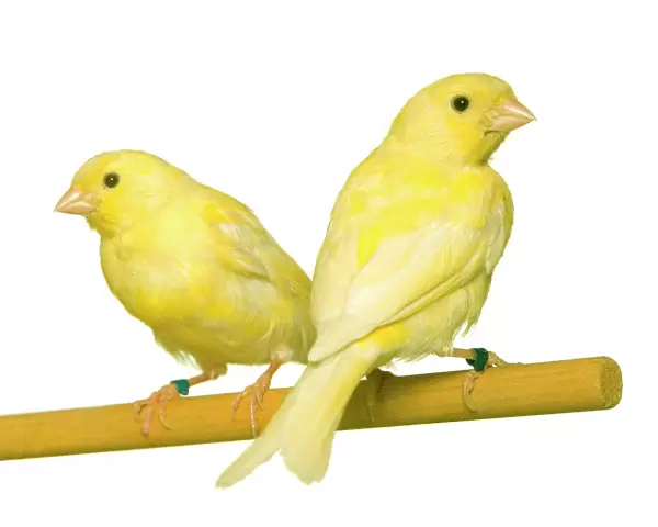 Bird - two canaries on perch