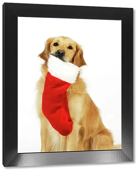 DOG. Golden retriever holding christmas stocking in mouth