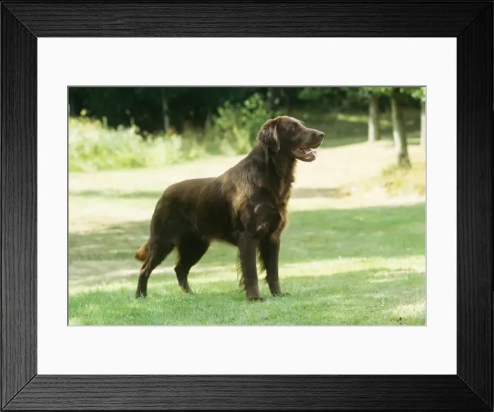 Framed Print : Dog JD 8548 Flat-coated Retriever © John Daniels / ARDEA LONDON Framed Print : Dog JD 8548 Flat-coated Retriever © John Daniels / ARDEA LONDON