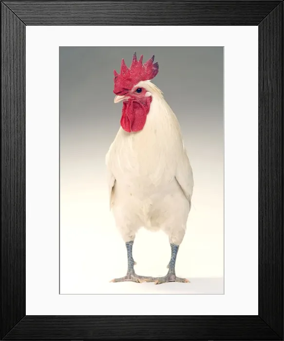 Framed Print : Chicken - Cockerel - white hybrid in studio