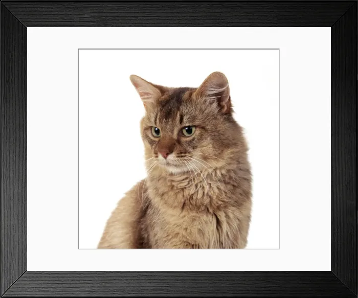 Framed Print : Somali-Chocolate Cat JD 14526 © John Daniels / ARDEA LONDON Framed Print : Somali-Chocolate Cat JD 14526 © John Daniels / ARDEA LONDON