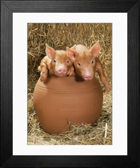 Framed Print : Tamworth Pig - piglets in flowerpot