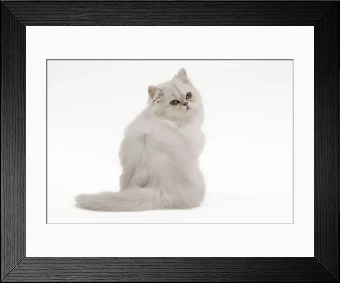 Framed Print : Cat - white Persian kitten in studio Framed Print : Cat - white Persian kitten in studio